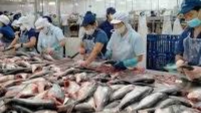Hoa Kỳ ban hành Kết luận cuối cùng của đợt rà soát hành chính lần thứ 19 (POR19) thuế chống bán phá giá đối với cá tra Việt Nam xuất khẩu sang Hoa Kỳ