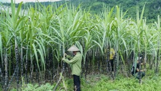 Bộ Công Thương ban hành Quyết định áp dụng biện pháp chống bán phá giá và chống trợ cấp chính thức đối với một số sản phẩm đường mía có xuất xứ từ Vương quốc Thái Lan