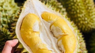 Ban hành Quy trình kiểm soát an toàn thực phẩm đối với quả sầu riêng tươi xuất khẩu