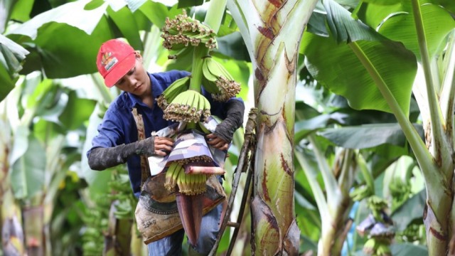 Xuất khẩu chuối chính ngạch sang Trung Quốc và Hàn Quốc