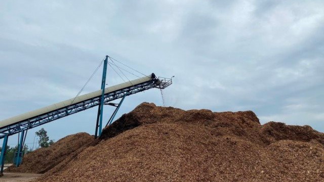 Tích cực khai thác tiềm năng xuất khẩu gỗ dăm, viên nén 