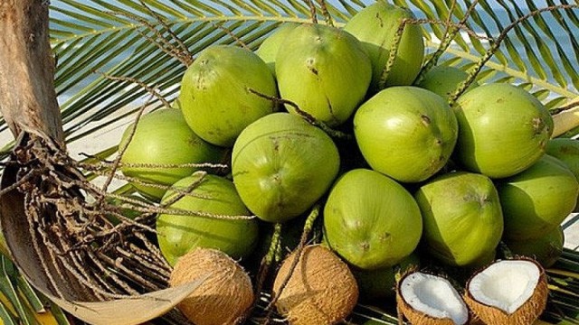 Sầu riêng đông lạnh, dừa tươi chuẩn bị xuất khẩu chính ngạch sang thị trường Trung Quốc