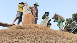Những quy định mới về hạn ngạch thuế quan nhập khẩu đối với mặt hàng gạo và lá thuốc lá khô có xuất xứ từ Campuchia