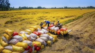 Indonesia tiếp tục mở thầu 300.000 tấn gạo: Cơ hội cho các doanh nghiệp xuất khẩu Việt Nam