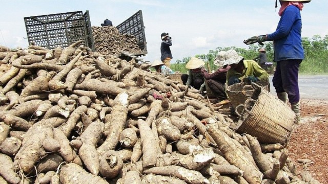 Nhiều cơ hội gia tăng giá trị xuất khẩu sắn và các sản phẩm từ sắn