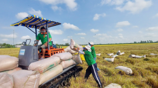 Năm 2024, doanh nghiệp xuất khẩu gạo tích cực khai thác dư địa từ các thị trường mới