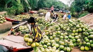 Bến Tre nỗ lực thực hiện mục tiêu đa dạng hóa và nâng cao chất lượng dừa phục vụ hoạt động xuất khẩu