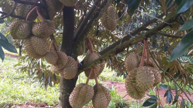 Gia tăng cơ hội cho sầu riêng Việt Nam tại thị trường Trung Quốc