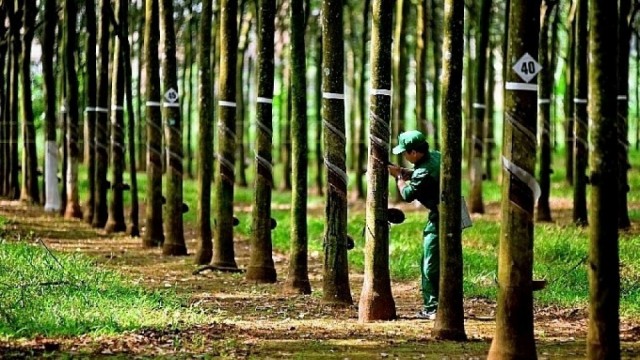 Hoa Kỳ: Thị trường lớn còn nhiều dư địa để doanh nghiệp xuất khẩu cao su Việt Nam tập trung khai thác