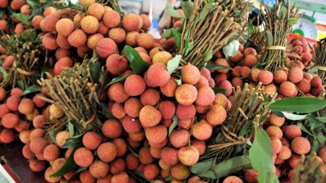 Lần đầu tiên vải thiều được vận chuyển trực tiếp từ Việt Nam tới Pháp thông qua đường bay thẳng