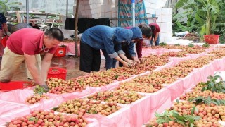 Tăng khả năng thâm nhập thị trường cho nông sản Việt sắp vào mùa