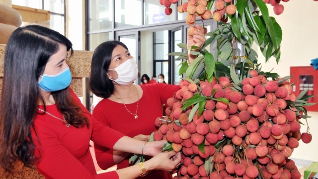 Bắc Giang tăng cường xúc tiến tiêu thụ vải thiều tại các thị trường lớn thông qua sàn thương mại điện tử