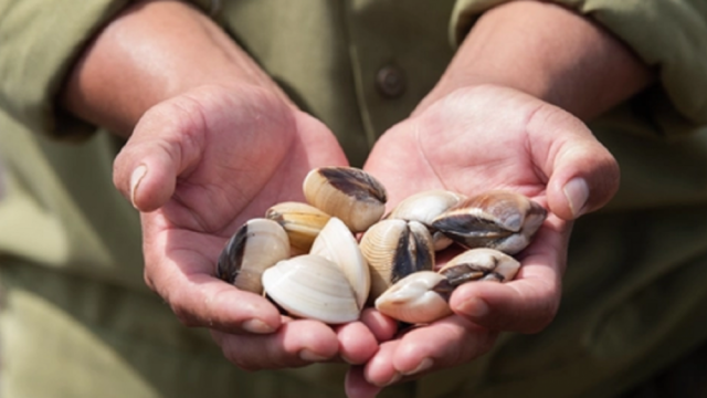 Tiềm năng xuất khẩu nghêu sang khối thị trường EU là rất lớn