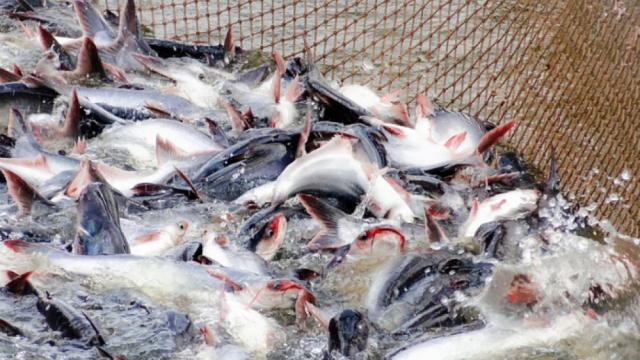 Nhiều cơ hội tăng trưởng xuất khẩu cá tra Việt Nam tại thị trường Mexico