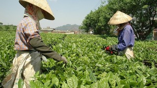 Ngành chè đón xu hướng tiêu dùng mới