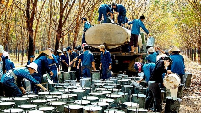 2 tháng đầu năm 2021, xuất khẩu cao su tăng mạnh về lượng và giá trị