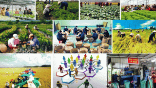 Phát triển kinh tế tập thể năng động, hiệu quả