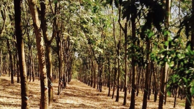 Xuất khẩu nông sản tăng mạnh, vượt 10 tỷ USD