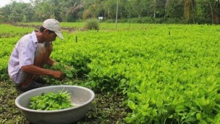 Vĩnh Long đề ra giải pháp giúp nông dân tiêu thụ nông sản