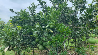 Bình Dương đẩy mạnh tiêu thụ sản phẩm nông sản 