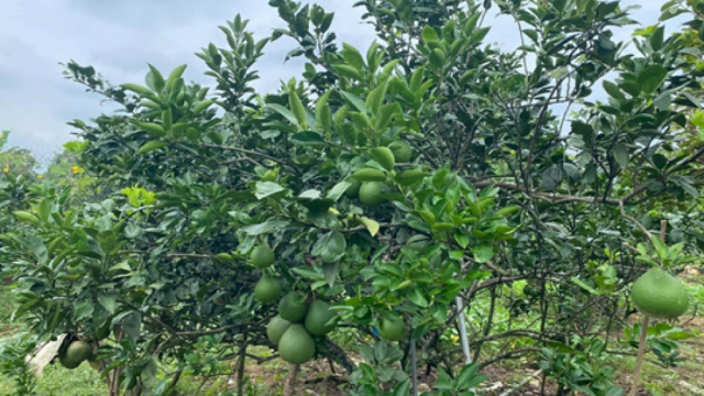 Bình Dương đẩy mạnh tiêu thụ sản phẩm nông sản 