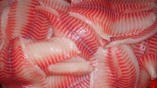 Xuất khẩu cá rô phi sang CPTPP tăng khá nhưng quy mô còn nhỏ