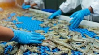 Tổng hợp, phân tích và cung cấp thông tin hàng tháng về tình hình xuất khẩu thủy sản của Việt Nam với thị trường CPTPP tháng 9/2026