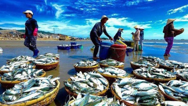 Xử lý dứt điểm vướng mắc phát sinh trong thực hiện chính sách phát triển thủy sản