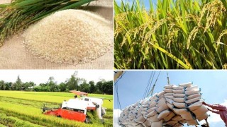 Tổng kết 10 năm thực hiện Ðề án An ninh lương thực quốc gia