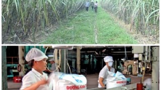 Triển khai giải pháp phát triển ngành mía đường trong tình hình mới