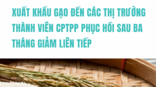 Xuất khẩu gạo đến các thị trường thành viên CPTPP phục hồi sau ba tháng giảm liên tiếp