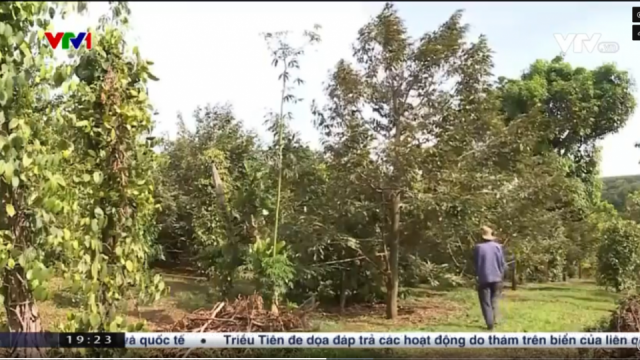 Rủi ro do tăng nóng diện tích sầu riêng