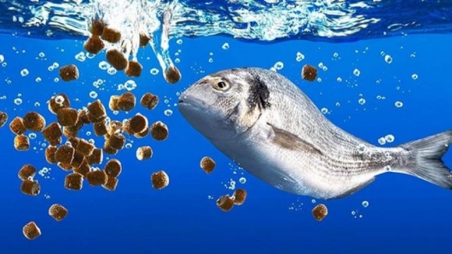 Vi phạm hành chính trong lĩnh vực thủy sản bị phạt tới 2 tỷ đồng