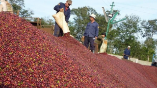 Giá cà phê trong nước liên tiếp thiết lập kỷ lục