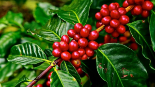 Giá Arabica có thể giảm trước sự cải thiện của nguồn cung