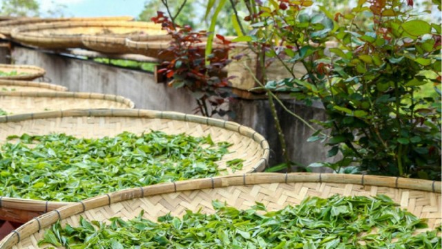 Bản tin Thị trường nông, lâm, thủy sản số ra ngày 21/9/2026