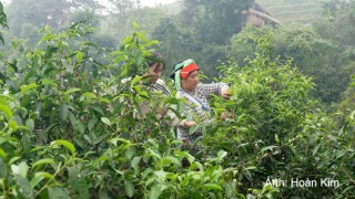 Chè Shan tuyết và câu chuyện liên kết vùng đồng bào dân tộc thiểu số