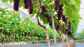 Đẩy mạnh kinh tế hợp tác và trang trại, tạo bệ phóng cho nông nghiệp hiện đại