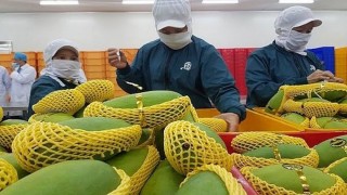 Tổng hợp, phân tích và cung cấp thông tin về tình hình xuất khẩu  mặt hàng rau quả của Việt Nam với thị trường CPTPP tháng 8/2026