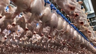 Việt Nam xuất khẩu lô thịt gà chế biến đầu tiên sang thị trường Hàn Quốc