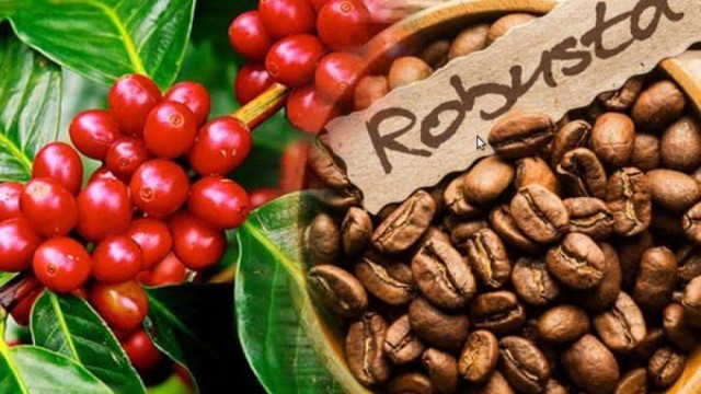 Xuất khẩu cà phê dự kiến diễn biến tích cực hơn  trong những tháng cuối năm