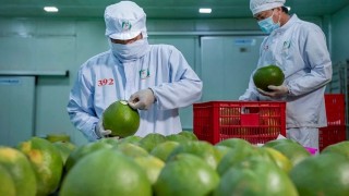 Bức tranh nhiều điểm sáng của xuất khẩu nông sản