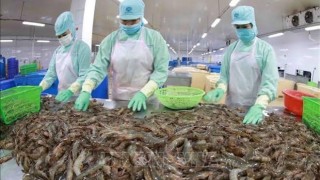 Ngành thuỷ sản nỗ lực đạt mục tiêu đề ra trong những tháng cuối năm 2026