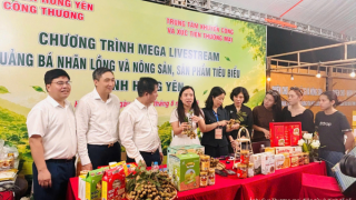 Nhãn lồng Hưng Yên mở rộng đầu ra nhờ thương mại điện tử