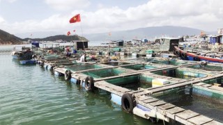 Thủy sản Việt Nam sáu tháng đầu năm 2026: Nuôi trồng tiếp tục là động lực tăng trưởng, xuất khẩu ghi nhận tín hiệu khả quan