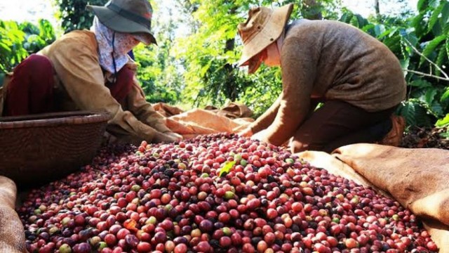 Dữ liệu vùng trồng: 'Hộ chiếu số' để nông sản Việt vươn tầm quốc tế