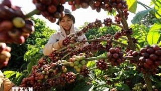 Thương mại Việt Nam - Tunisia: Rộng cửa xuất khẩu nhờ khai thác thế mạnh bổ trợ