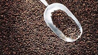 Xuất khẩu hạt tiêu duy trì đà tăng trưởng trong những tháng đầu năm 2026