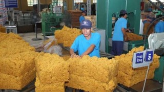 Xuất khẩu cao su chuyển hướng, giảm sự phụ thuộc mạnh vào thị trường Trung Quốc