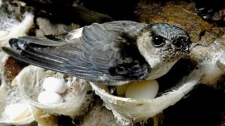 Xuất khẩu thành công lô hàng tổ yến Sanvinest chính hiệu sang thị trường Trung Quốc.